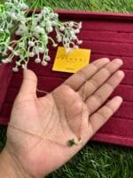 Beautiful moon and star design Necklace ✨1525