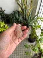 Trendy Beautiful Rosegold Bali Earrings 🌸 - Image 2