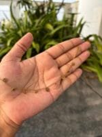 Beautiful Rose flower design Golden Necklace😍 - Image 2