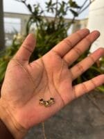 Beautiful flower design Golden Necklace😍