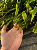Beautiful flower design Golden open bangle🌸Diameter 5,5.5cm measure size before ordering - Image 2