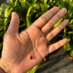 Beautiful Red stone Golden Necklace ❤️