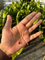 Beautiful Red stone Golden Necklace ❤️