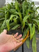 Beautiful stainless steel Golden Open Bangle✨ - Image 5