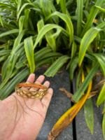 Beautiful stainless steel Golden Open bangle✨ - Image 4