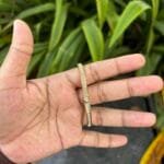 Beautiful stainless steel Golden Open bangle✨