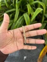 Beautiful stainless steel Golden Open bangle✨