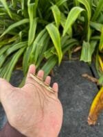 Beautiful stainless steel Golden Open bangle✨ - Image 2