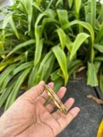 Beautiful stainless steel Golden Open Bangle✨ - Image 3