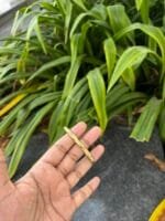 Beautiful stainless steel Golden Open Bangle✨ - Image 4