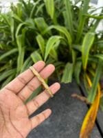 Beautiful stainless steel Golden Open Bangle✨ - Image 3