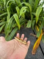 Beautiful stainless steel Golden Open Bangle✨ - Image 2