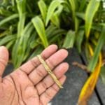 Beautiful stainless steel Golden Open Bangle✨