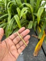 Beautiful stainless steel Golden Open Bangle✨