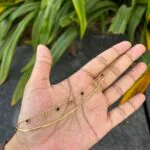 Beautiful Rose design Double layer Golden Bracelet ❤️