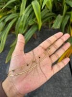 Beautiful Rose design Double layer Golden Bracelet ❤️