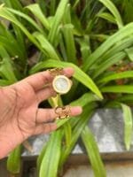 Stainless steel Golden Open bangle design watch ✨ - Image 2