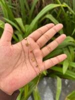 Beautiful star design Golden Bracelet🌟 - Image 3