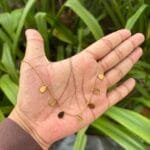 Beautiful charm Golden Necklace✨