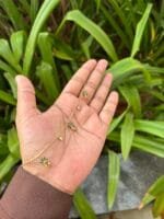 Beautiful Pineapple Bracelet 🍍 1871