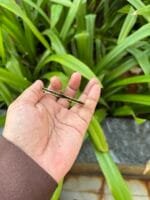 Beautiful black stone  Golden open bangle ✨Diameter 5,5.5cm suits 2,2.2 bangle size - Image 2
