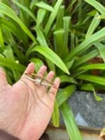 Beautiful Golden Open bangle ✨suits 2,2.2 bangle size Diameter 5.5cm - Image 4