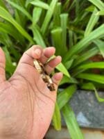 Beautiful Baby bangle diameter 5,5.5cm suits 2,2.2 bangle size - Image 2