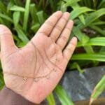 Beautiful stainless steel Golden Necklace✨