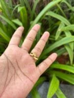 Beautiful Golden Adjustable Ring 🌸 1856 - Image 2