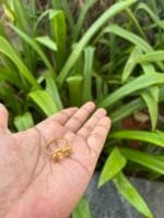 Beautiful Golden Adjustable Ring 🌸 1856 - Image 3