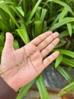Beautiful Multicolour Golden Bracelet 🌸 1870 - Image 3
