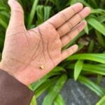 Beautiful Heart Golden Necklace ❤️ 1869