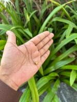 Beautiful Heart Golden Necklace ❤️ 1869 - Image 2