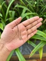 Beautiful Grape Golden Necklace 🌸 1868 - Image 3