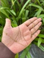 Beautiful Rose Golden Necklace 🌸 1864 - Image 2