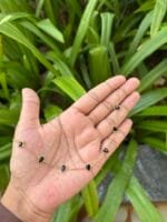 Beautiful Black Stone Golden Necklace 🌸 1867 - Image 2