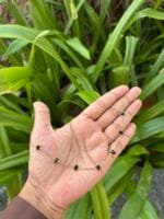 Beautiful Black Stone Golden Necklace 🌸 1867 - Image 3
