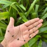 Beautiful Black Stone Golden Necklace 🌸 1867