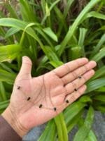Beautiful Black Stone Golden Necklace 🌸 1867