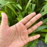Beautiful Golden bracelet 🌸 1860