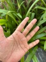 Beautiful Golden bracelet 🌸 1860 - Image 2