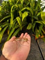 Beautiful White Stone Open Bangle 🌸 1881 - Image 3