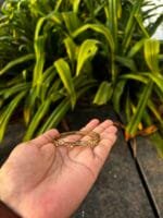 Beautiful White Stone Open Bangle 🌸 1881 - Image 2