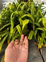 Beautiful Small Sized Bangle 🌸 1883  - Image 2