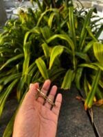 Beautiful Small Sized Bangle 🌸 1883  - Image 3