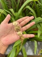 Beautiful Golden statement Bracelet 😍 - Image 2