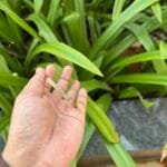 Beautiful Baby Bangle 🌸 1886