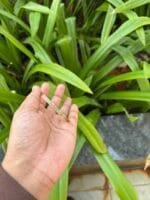 Beautiful Baby Bangle 🌸 1886