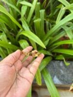 Beautiful Flower Open bangle 🌸 1879 - Image 2
