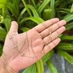 Beautiful Flower Golden Necklace 🌸 1878